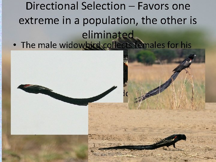 Directional Selection – Favors one extreme in a population, the other is eliminated •