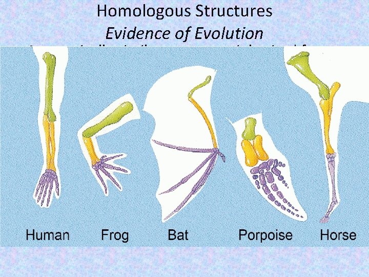 Homologous Structures Evidence of Evolution • Anatomically similar structures inherited from a common ancestor.