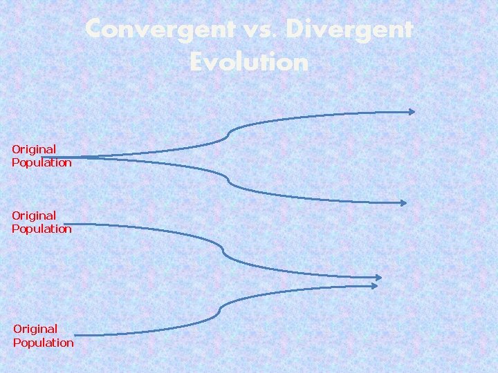 Convergent vs. Divergent Evolution Original Population 