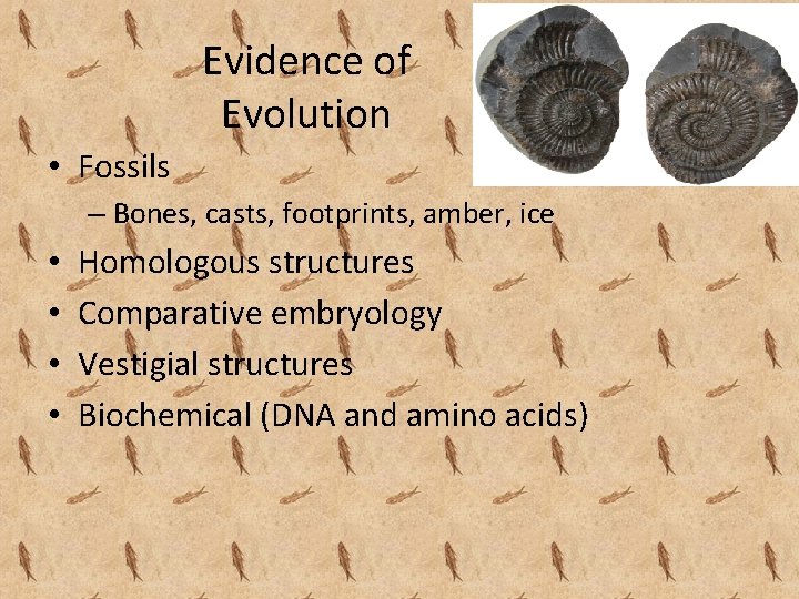 Evidence of Evolution • Fossils – Bones, casts, footprints, amber, ice • • Homologous