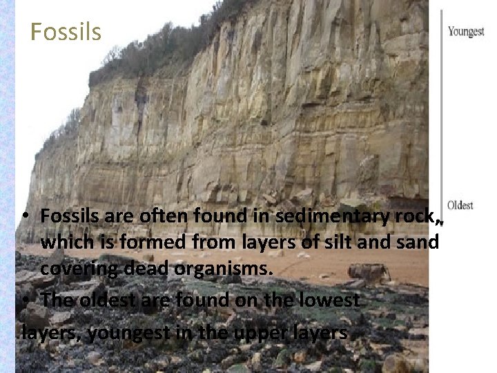 Fossils • Fossils are often found in sedimentary rock, which is formed from layers