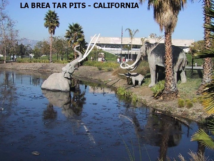 LA BREA TAR PITS - CALIFORNIA TEST ON TUES. 3/30 