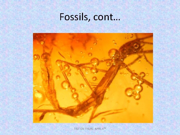 Fossils, cont… TEST ON THURS. APRIL 4 TH 