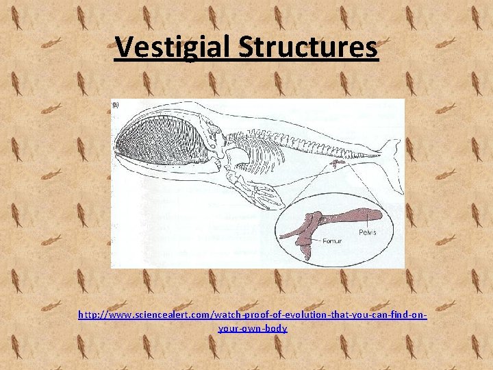 Vestigial Structures http: //www. sciencealert. com/watch-proof-of-evolution-that-you-can-find-onyour-own-body 