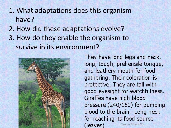 1. What adaptations does this organism have? 2. How did these adaptations evolve? 3.