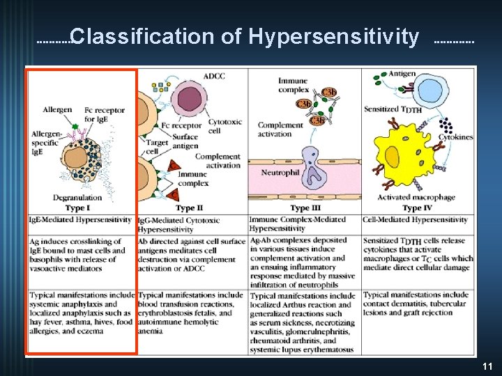 Classification of Hypersensitivity 11 