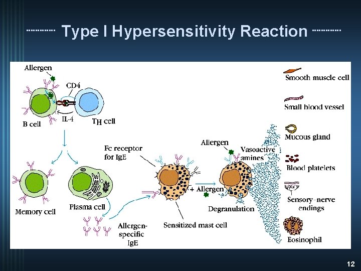 Type I Hypersensitivity Reaction 12 