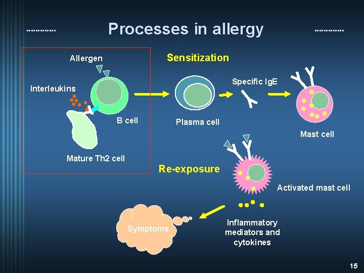 Processes in allergy Sensitization Allergen Specific Ig. E Interleukins B cell Plasma cell Mast