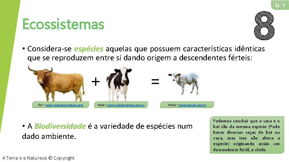 Ecossistemas • Considera-se espécies aquelas que possuem características idênticas que se reproduzem entre si