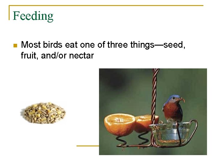 Feeding n Most birds eat one of three things—seed, fruit, and/or nectar 