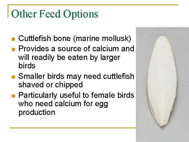 Other Feed Options n n Cuttlefish bone (marine mollusk) Provides a source of calcium