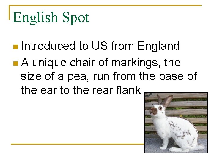 English Spot n Introduced to US from England n A unique chair of markings,