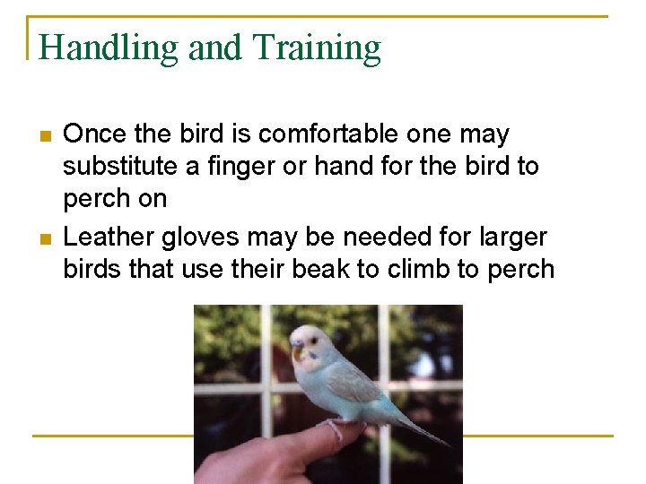 Handling and Training n n Once the bird is comfortable one may substitute a