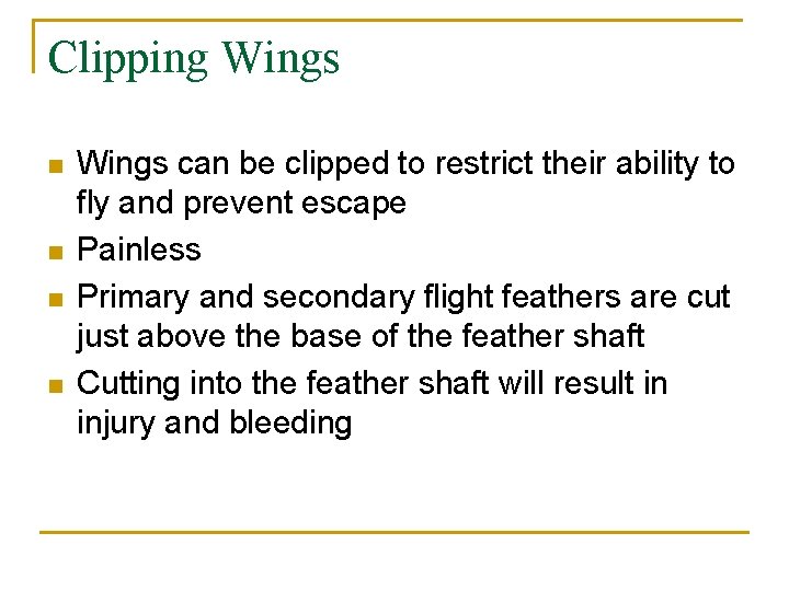 Clipping Wings n n Wings can be clipped to restrict their ability to fly