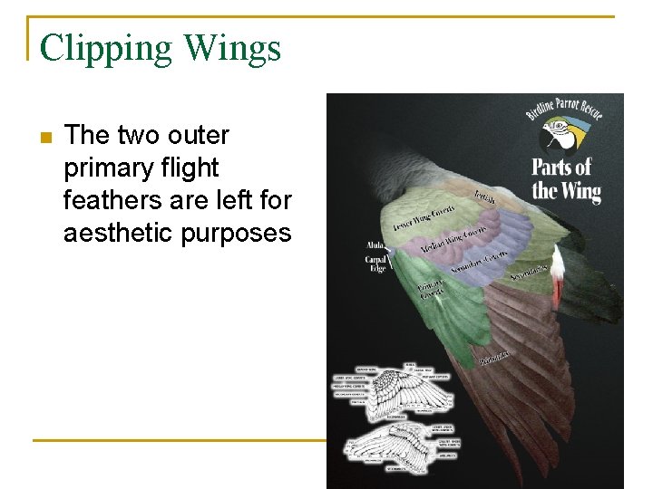 Clipping Wings n The two outer primary flight feathers are left for aesthetic purposes