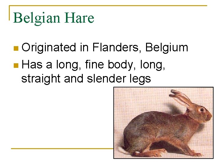 Belgian Hare n Originated in Flanders, Belgium n Has a long, fine body, long,