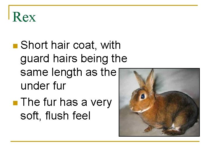 Rex n Short hair coat, with guard hairs being the same length as the