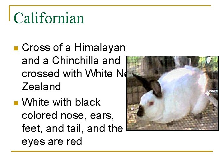 Californian Cross of a Himalayan and a Chinchilla and crossed with White New Zealand