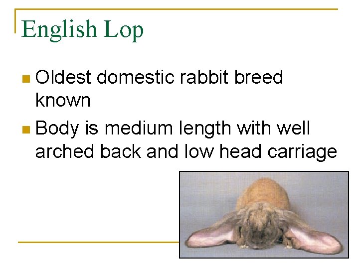English Lop n Oldest domestic rabbit breed known n Body is medium length with