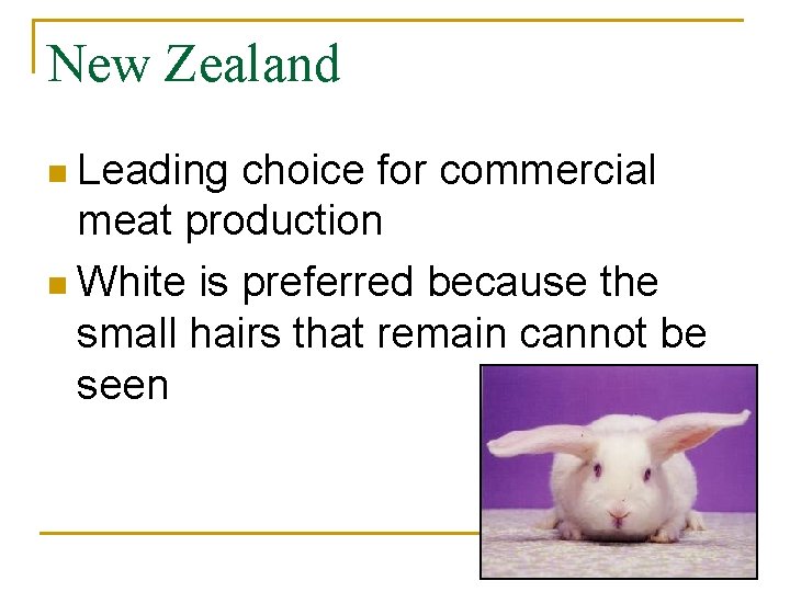 New Zealand n Leading choice for commercial meat production n White is preferred because