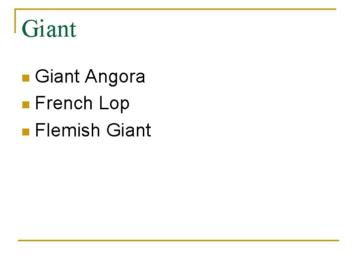 Giant Angora n French Lop n Flemish Giant n 