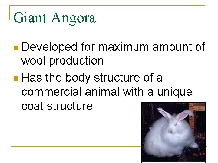 Giant Angora n Developed for maximum amount of wool production n Has the body