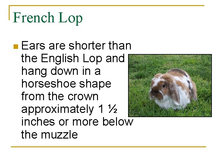 French Lop n Ears are shorter than the English Lop and hang down in