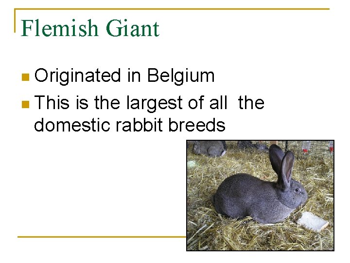 Flemish Giant n Originated in Belgium n This is the largest of all the