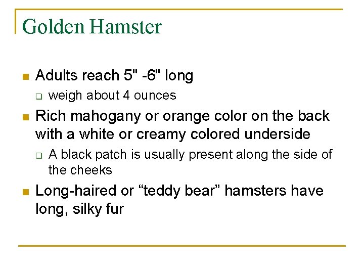 Golden Hamster n Adults reach 5" -6" long q n Rich mahogany or orange