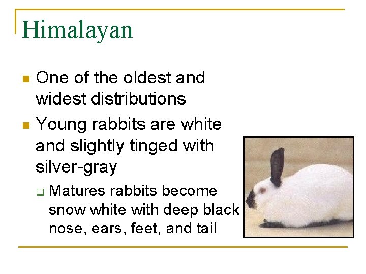 Himalayan One of the oldest and widest distributions n Young rabbits are white and