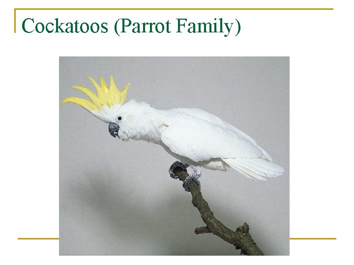 Cockatoos (Parrot Family) 