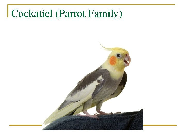 Cockatiel (Parrot Family) 