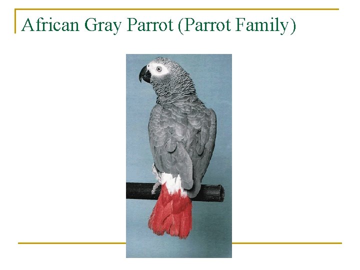 African Gray Parrot (Parrot Family) 