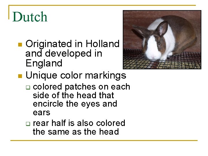 Dutch Originated in Holland developed in England n Unique color markings n colored patches