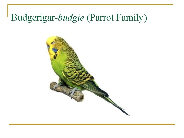 Budgerigar-budgie (Parrot Family) 