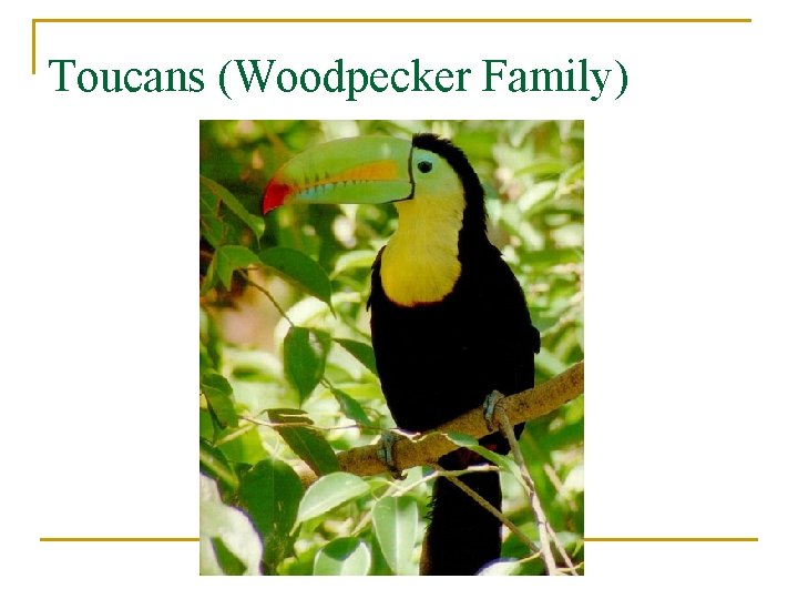 Toucans (Woodpecker Family) 
