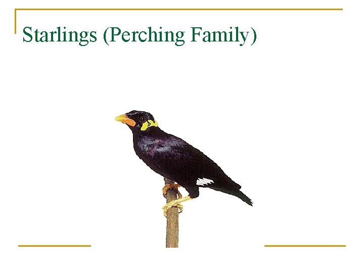 Starlings (Perching Family) 
