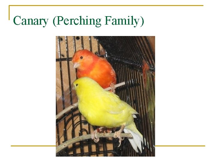 Canary (Perching Family) 