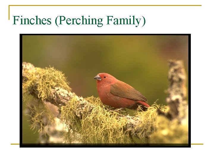 Finches (Perching Family) 