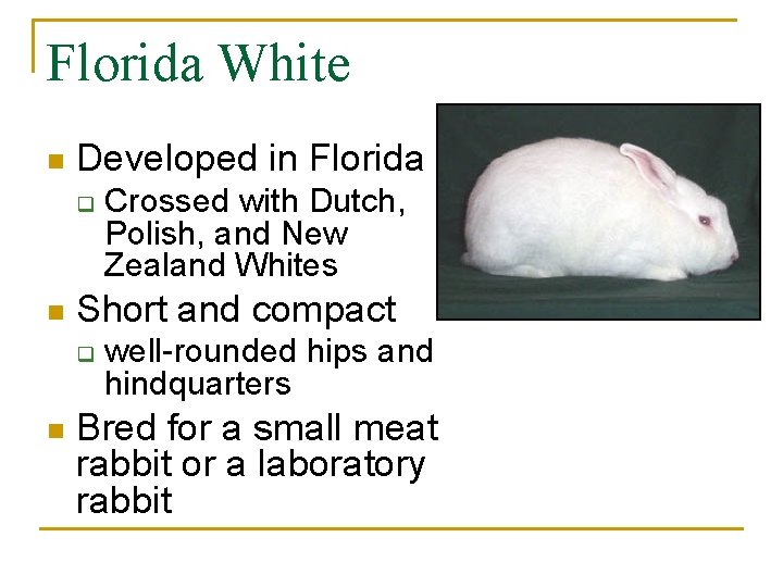 Florida White n Developed in Florida q n Short and compact q n Crossed