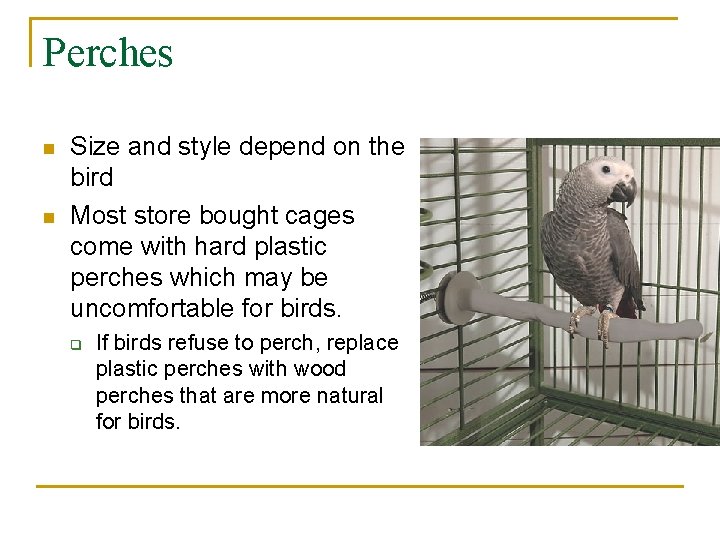 Perches n n Size and style depend on the bird Most store bought cages