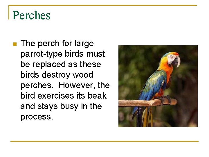 Perches n The perch for large parrot-type birds must be replaced as these birds