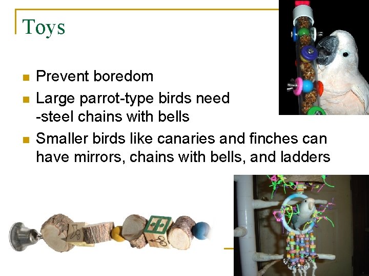 Toys n n n Prevent boredom Large parrot-type birds need stainless -steel chains with