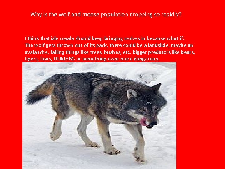 Why is the wolf and moose population dropping so rapidly? I think that isle