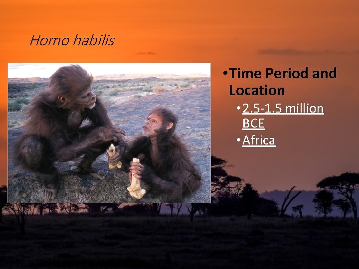 Homo habilis • Time Period and Location • 2. 5 -1. 5 million BCE