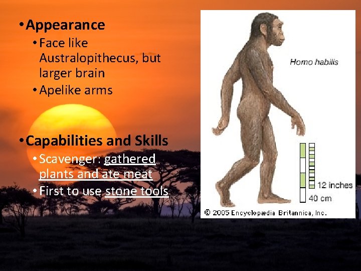  • Appearance • Face like Australopithecus, but larger brain • Apelike arms •