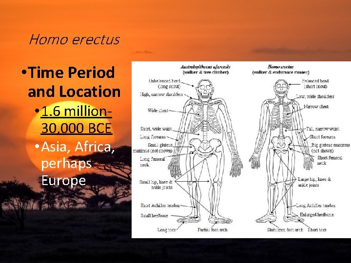 Homo erectus • Time Period and Location • 1. 6 million 30, 000 BCE