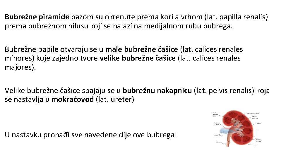 Bubrežne piramide bazom su okrenute prema kori a vrhom (lat. papilla renalis) prema bubrežnom