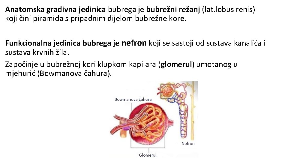 Anatomska gradivna jedinica bubrega je bubrežni režanj (lat. lobus renis) koji čini piramida s