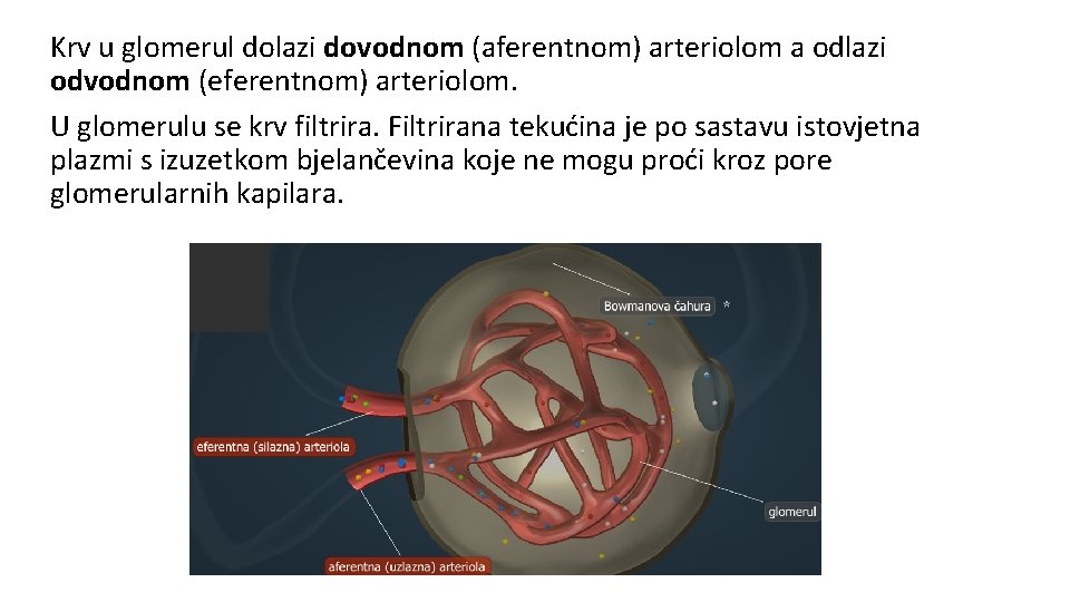 Krv u glomerul dolazi dovodnom (aferentnom) arteriolom a odlazi odvodnom (eferentnom) arteriolom. U glomerulu